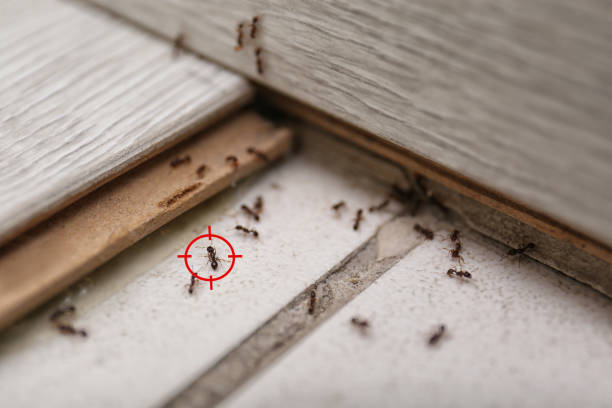Reliable Vails Gate, NY Pest Control Solutions
